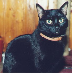  Chipsy 