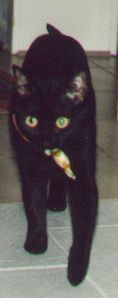  Chipsy mit Bonbon 