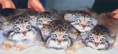  Russiche Wildkatzen 