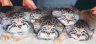  katzen5.jpg  (24 kb) 