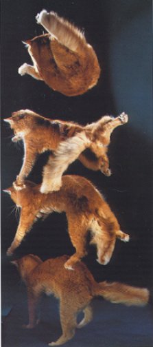  Der Fall einer Katze  (19 kb) 