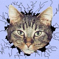  Sammy!  Die auergewhnlichste Katze (Kater) die ich je sah.